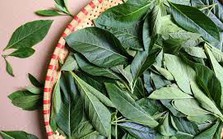 Việt Nam có sẵn 3 loại cây quý là "thuốc trường thọ" giúp hạ đường huyết, dưỡng gan hiệu quả