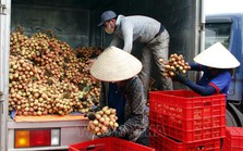 Bắc Giang: Xuất khẩu vải thiều thành công vào nhiều thị trường 'khó tính'