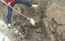 Một người đàn ông đào ra đàn sinh vật màu đen sống dưới nền móng nhà: Ở Việt Nam không còn lạ gì!
