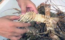 Phú Yên: Lần thứ hai trong năm, tôm hùm và cá chết đột ngột