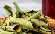Việt Nam có 3 loại lá phơi khô pha nước tốt ngang nhân sâm, tổ yến: Hạ đường huyết, dưỡng thận, giảm mỡ máu hiệu quả