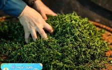 Việt Nam có sẵn 1 loại lá phơi khô, uống mỗi ngày giúp cả mùa hè mát rượi
