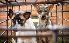 Kêu gọi chấm dứt buôn bán thịt chó mèo tại Việt Nam, thí điểm các thành phố nói không với thịt chó mèo
