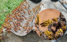 Châu chấu "đổ bộ" tạo cảnh tượng chưa từng có ở Lạng Sơn: Khoa học đã có lí giải cho hiện tượng hàng nghìn tỷ con sâu bọ "tập hợp" chưa?
