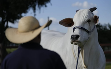 "Cô" bò đắt nhất thế giới được bán với giá 100 tỷ đồng: Nữ hoàng trong thế giới bò nái và khát vọng nâng tầm nông nghiệp của quốc gia G20
