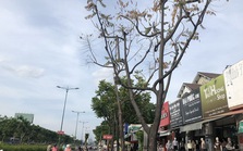 TP HCM: Hàng loạt cây xanh 10-12 năm tuổi trên đường Phạm Văn Đồng chết khô do... sốc nhiệt!