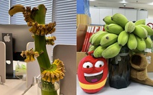 Giới trẻ bỗng dưng cuồng trend cắm buồng chuối ở văn phòng để ‘chữa lành’, shop trên Taobao bán 20.000 nải vẫn không đủ: Chỉ cần ăn 1 quả là vơi đi nỗi buồn