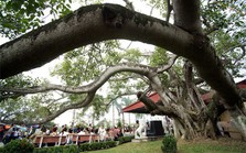 Kỳ lạ cây đa cổ thụ 13 gốc lớn nhất Việt Nam: Tuổi đời hơn 300 năm, tán rộng bao trùm cả nghìn mét vuông