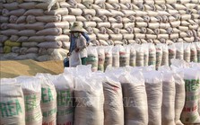 Nguồn cung dồi dào, giá gạo Việt Nam giảm