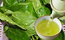 Việt Nam có 2 loại lá phơi khô là "dược liệu vàng" giúp hạ đường huyết tự nhiên, còn dưỡng thận, mát gan hiệu quả