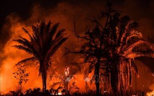 Rừng Amazon trải qua 6 tháng cháy rừng tồi tệ nhất trong 20 năm