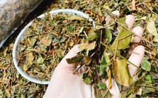 Việt Nam có 1 loại lá phơi khô pha thành nước tốt ngang nhân sâm, tổ yến: Hạ đường huyết, giải độc gan hiệu quả