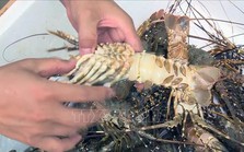 Tôm hùm và cá chết hàng loạt ở Phú Yên do ô nhiễm nguồn nước