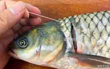 Đường gân nâu đỏ bên thân không phải "thủ phạm" khiến cá bị tanh: Loại bỏ 5 bộ phận này mới là chuẩn