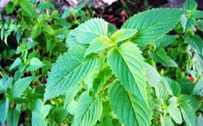 Dưỡng gan, làm ẩm phổi, bảo vệ lá lách và dạ dày: Loại lá được mệnh danh là “báu vật” của sức khỏe được bán với giá rẻ bèo!