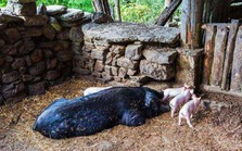 Phát hiện mộ cổ Bắc Tề trong chuồng lợn: Câu chuyện về người nông dân, 'kẻ trộm lợn' và những bí ẩn lịch sử