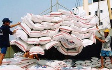 Giá gạo Việt Nam xuất khẩu tiến gần mốc 1.000 USD
