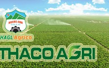 Hai “mảng màu” đối lập trên bức tranh kinh doanh của Thaco Agri và HNG