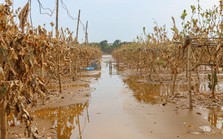 Bùn đất ngập ngụa, 'thủ phủ' phật thủ hàng trăm ha biến thành củi khô