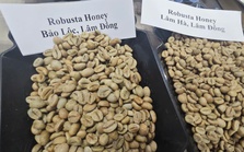 Giá cà phê Robusta tăng dữ dội chỉ sau một đêm