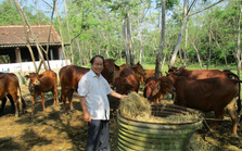 Ông nông dân nuôi bò theo kiểu “chẳng giống ai”, thu 10 tỷ đồng/năm rất nhẹ nhàng