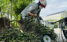 Quảng Ngãi: Giá cau cao kỷ lục, "trăm năm mới có một lần"