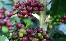 Cà phê Robusta, Arabica đồng loạt tăng giá sốc