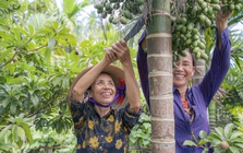 Mặc thương lái dừng mua, giá cau Nam Định vẫn cao ngất ngưởng, chưa hái đã có người đặt trước, vừa hái là có người lấy luôn