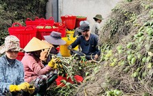 Thương lái Trung Quốc 'quay xe', giá cau ở Quảng Ngãi lao dốc