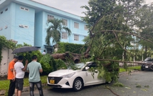 TP.HCM: Cây phượng trong sân trường bật gốc đè bẹp ô tô 5 chỗ