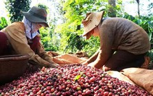 Cà phê Việt Nam thắng lớn