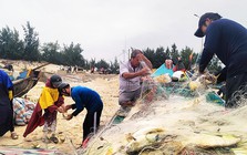 Trúng đậm luồng cá chim vàng, ngư dân Quảng Bình thu 270 triệu trong một buổi chiều