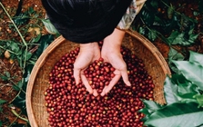 Xuất khẩu cà phê Robusta hưởng lợi nhờ thị trường thế giới biến động