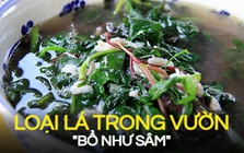 "Loại lá" tốt ngang nhân sâm nhưng lại mọc dại: Thế giới săn lùng để làm thuốc mà người Việt vẫn thờ ơ