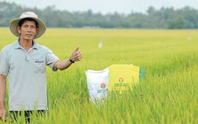 Lãi quý 4/2024 của Đạm Cà Mau giảm 74%, lên kế hoạch 2025 giảm 32%