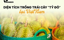 Bản đồ tỷ đô: Loại sản vật trời ban cho riêng Đông Nam Á  giúp Việt Nam thu 3,3 tỷ USD, tỉnh nào đang là ‘thủ phủ’?