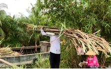 Người trồng mía ở Trà Vinh phấn khởi, doanh nghiệp lo không đủ nguyên liệu