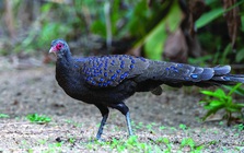 “Check” camera đột xuất, phát hiện báu vật hiếm có trên thế giới tại Quảng Ngãi