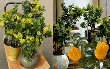 Gừng bonsai đã hot, chị em còn đang săn lùng cây "Thần Tài" phật thủ bonsai đón Tết Nguyên đán 2026: Vừa thơm sang chảnh lại hút trọn phúc khí!