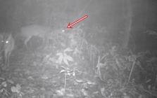 Đặt camera giữa rừng sâu, các nhà khoa học tình cờ phát hiện loài vật đã công bố tuyệt chủng gần 100 năm