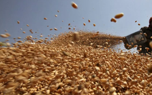 Không phải gạo hay ngô, Ukraine vừa đưa hàng trăm nghìn tấn nông sản quan trọng về Việt Nam chỉ trong 1 tháng: Nước ta tiêu thụ đứng top thế giới, thuế nhập khẩu 0%