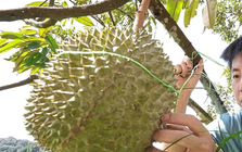 Sầu riêng sẽ trở thành "quốc quả" của Malaysia?