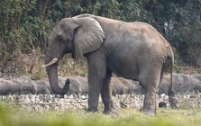 Đã rõ lý do vì sao chú voi cô đơn nhất thế giới chết