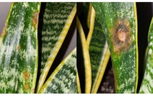 Tôi khuyên bạn đừng trồng cây lưỡi hổ trong nhà nữa: Bốn lý do khiến ai giữ cũng hối hận