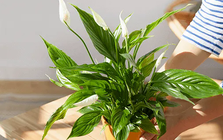 Khuyên bạn trồng ngay 3 loại cây này: Hút tiền như nam châm, kéo tài lộc vào nhà không đếm xuể còn dễ chăm sóc