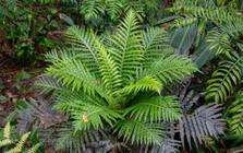 Lần đầu tiên Trung Quốc phát hiện đất hiếm trong cây khiến thế giới sửng sốt, tiềm năng thay đổi tương lai ngành khai khoáng