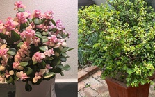 Tôi buộc phải bỏ cây ngọc bích đã trồng suốt 8 năm: Bốn lý do khiến “cây tài lộc” trở thành gánh nặng trong nhà