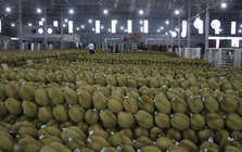 Sầu riêng Việt trước bài học lớn