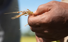 Giống lúa Việt Nam “gây bão” ở Cuba: Người dân nước bạn nói gì?