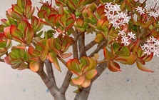 3 cây càng trồng lâu gia đình càng hưng thịnh, con cháu đời sau dễ thành tài